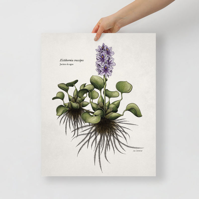Póster Jacinto de Agua - Imagen 2