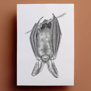 Alternative view of Ilustración grafito Murciélago Orejudo Dorado