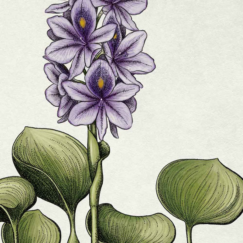 Póster Jacinto de Agua - Imagen 3